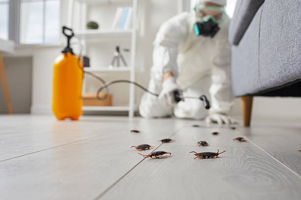 Trusted Rodent Control service in Essex, MD - Nex Pest Control